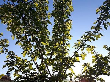 Low angle view of trees against blue sky