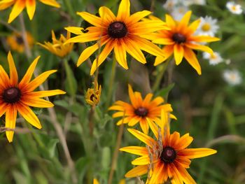 Close-up of yellow daisy flowers