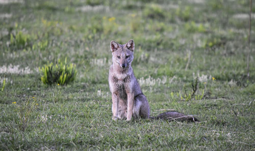 Portrait of horse on field