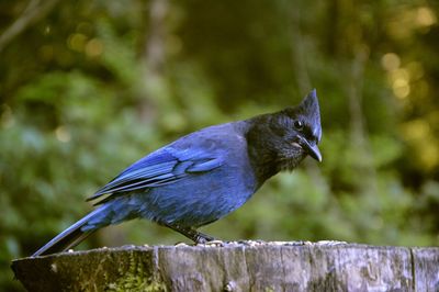 Close-up of bird perching on wood