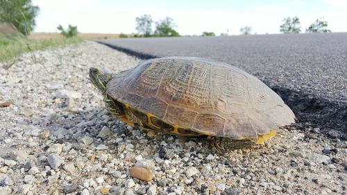 Close-up of turtle on roadside