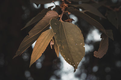 Close-up of dried leaves