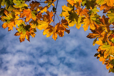 Low angle view of maple leaves against sky