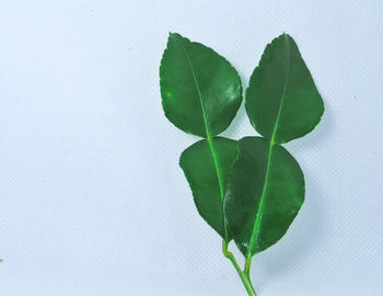 Close-up of leaf against white background