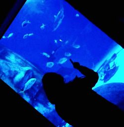 Silhouette of fish swimming in aquarium