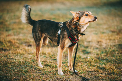 Dog standing on field