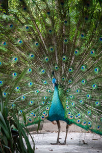 View of peacock