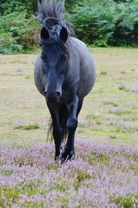 Horse on field