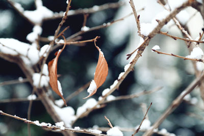 Close-up of branches against blurred background