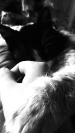 Close-up of cropped hand