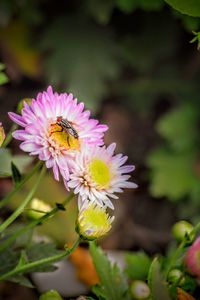 Close-up of bee pollinating on purple flower