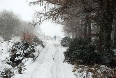Trees on snow covered landscape
