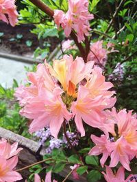 Close-up of pink flowering plants