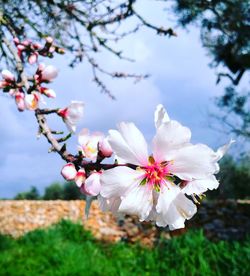 Close-up of cherry blossoms in spring