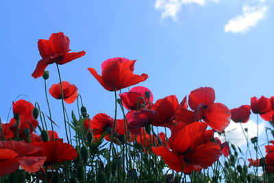 Low angle view of flowering plants against sky