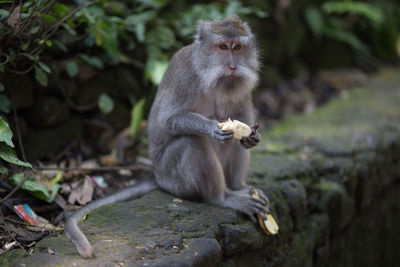 Monkey sitting outdoors