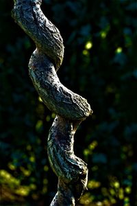 Close-up of chain on tree trunk in forest