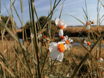 Close-up of white flowers on field