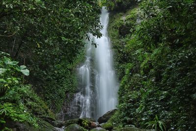 Scenic view of waterfall in forest
