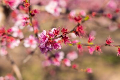 Close-up of pink flowers on branch