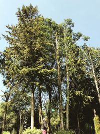 Low angle view of trees against sky