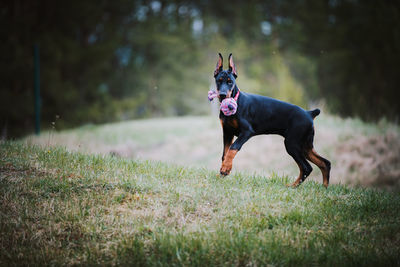 Dog running in field