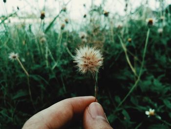 Close-up of hand holding dandelion flower