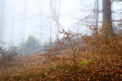 Trees in forest during foggy weather