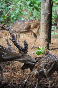 In this photo there are two spotted deer, the two deer are arguing by biting each other