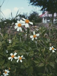 Close-up of white flowering plants