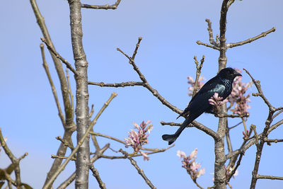 Low angle view of bird perching on tree against sky