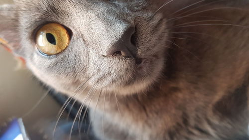 Close-up of a cat looking away
