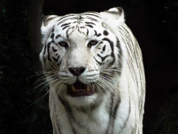 Close-up portrait of a tiger