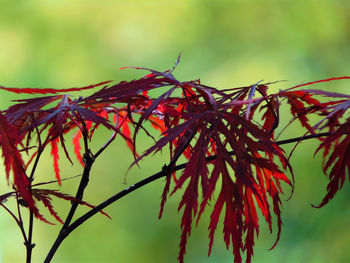 Low angle view of red leaves on plant
