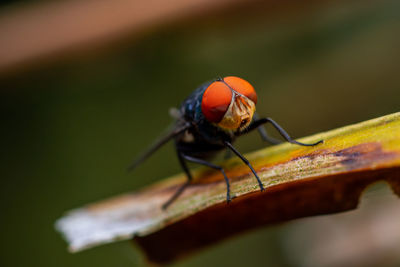 Close up a fly on orange leaf and nature blurred background, common housefly, colorful insect.