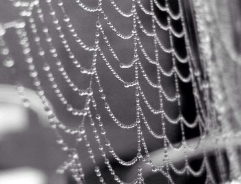 Macro shot of spider web