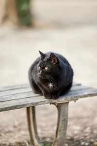 Black cat sitting on wood