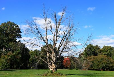 Trees on field against sky