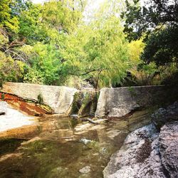 Plants growing on rocks by river in forest