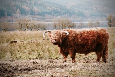 Highland cattle on field