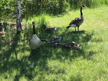 Ducks in a field