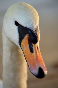 Close-up of swan