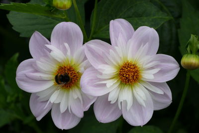 Close-up of bee pollinating flower