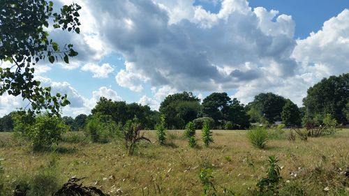 Trees on field against sky