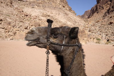 View of a camel on land