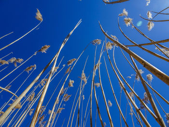 Low angle view of trees against clear blue sky