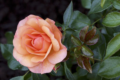 Close-up of rose plant