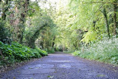 Footpath in forest