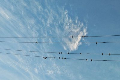 Low angle view of birds perching on cable against sky