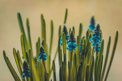 Close-up of plants